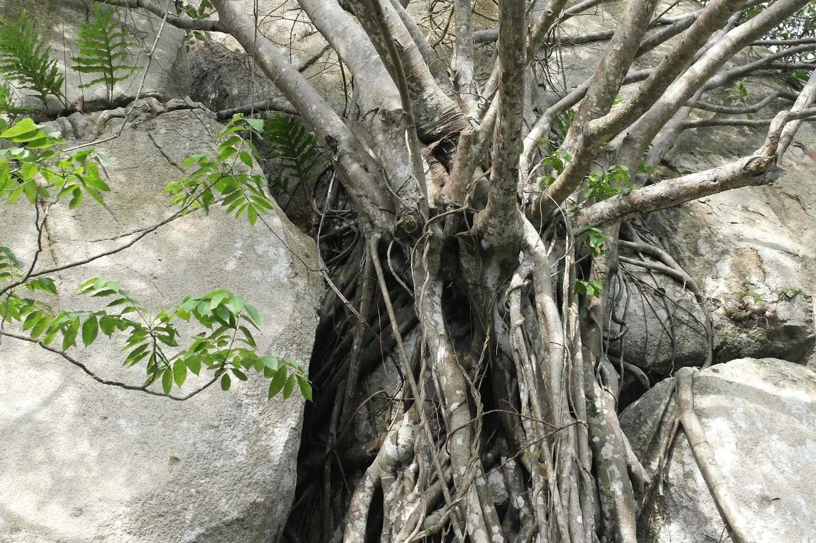 Lan rừng Vũng Tàu nhìn tổng quan